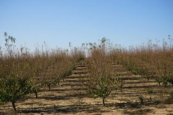 Sonbahar orchard satırları — Stok fotoğraf