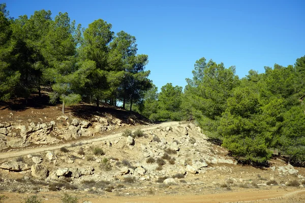 Carretera y pinos — Foto de Stock