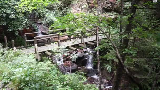 Ponte de madeira na floresta — Vídeo de Stock