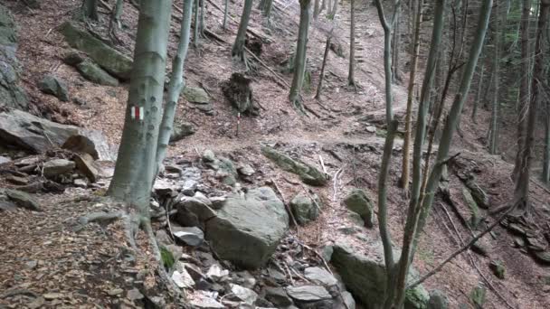 Sentier dans la forêt — Video