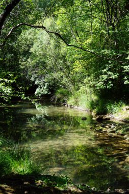 Ormandaki nehir Caramy