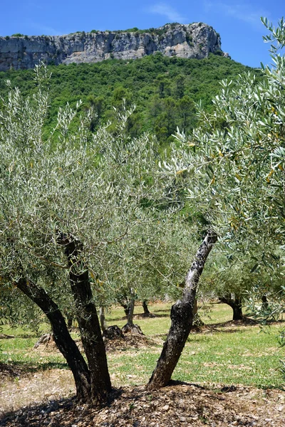 Olive trees near mountain — Stock Photo, Image