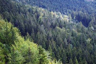 köknar ağacı orman