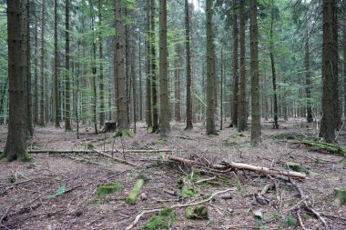 Köknar ağacı ormanda Swabia, Almanya