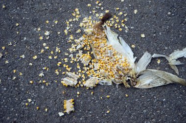 Tohumlar üzerinde asfalt roadf ezilmiş mısır kulak