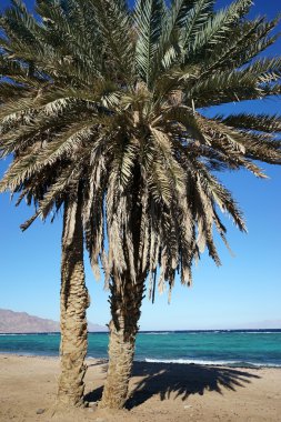 Sahilde palmiye ağaçları