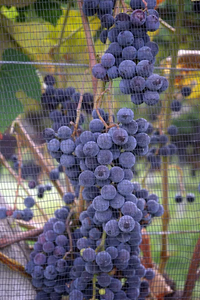 Plastic net and grape — Stock Photo, Image