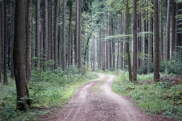 フォレスト内の汚れ幹線 — ストック写真