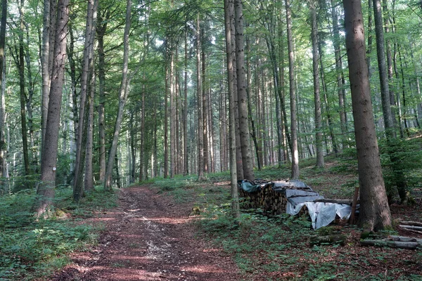 Caminho largo na floresta — Fotografia de Stock