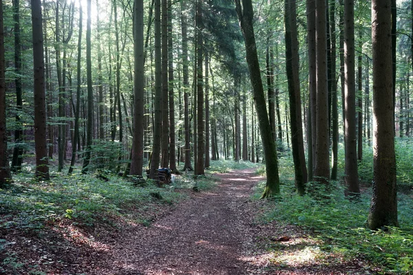 Amplio sendero en el bosque — Foto de Stock
