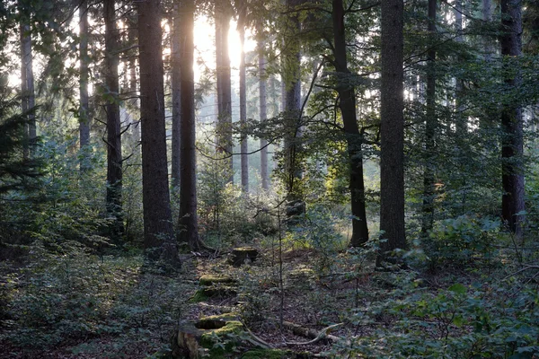 Sol na floresta — Fotografia de Stock