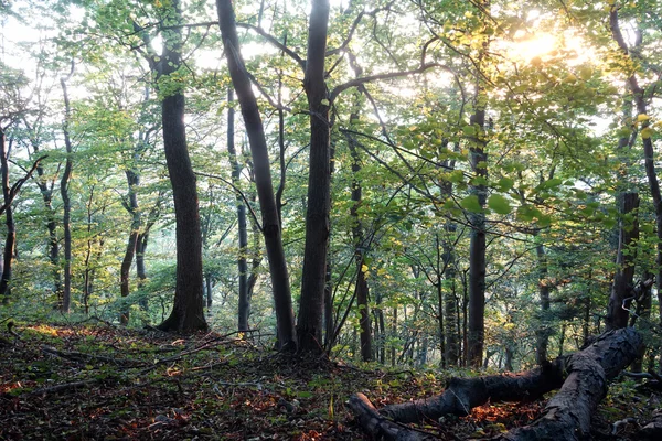 Sonnenlicht im schwäbischen Wald — Stockfoto