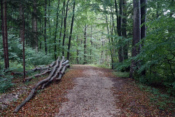 Troncos cerca del camino de tierra en el bosque en Swabia, Alemania — Foto de Stock