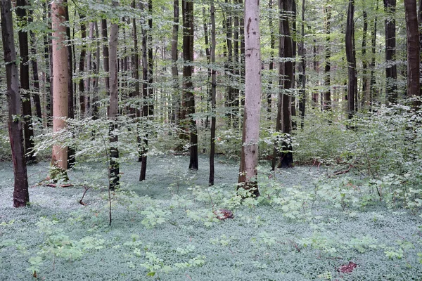 Tät gräs i skogen — Stockfoto