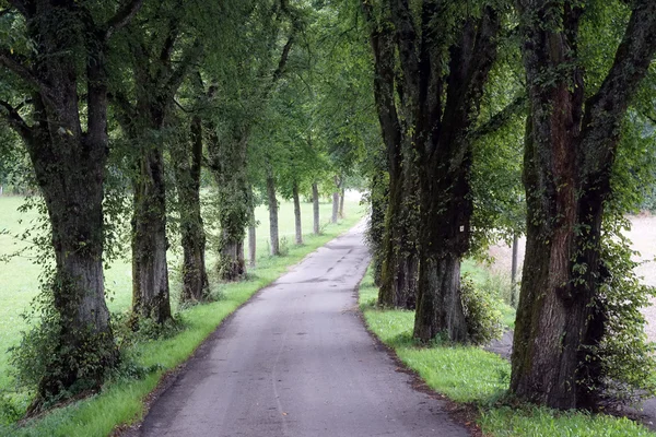 Weg en bomen — Stockfoto