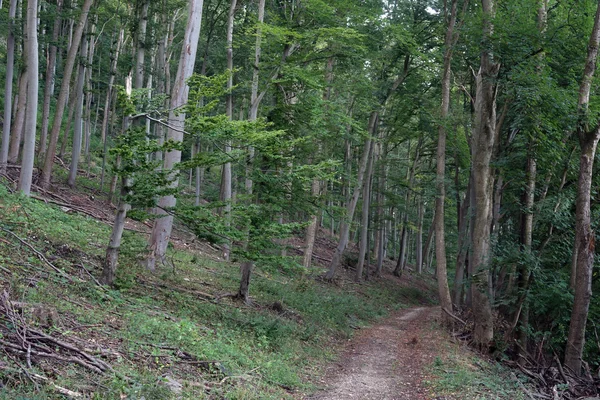 森林中的阿尔斯泰格小道 — 图库照片