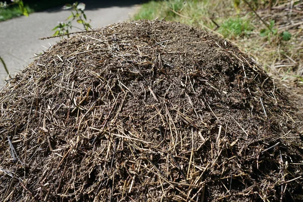 Road and ant hill in the forest — Stock Photo, Image