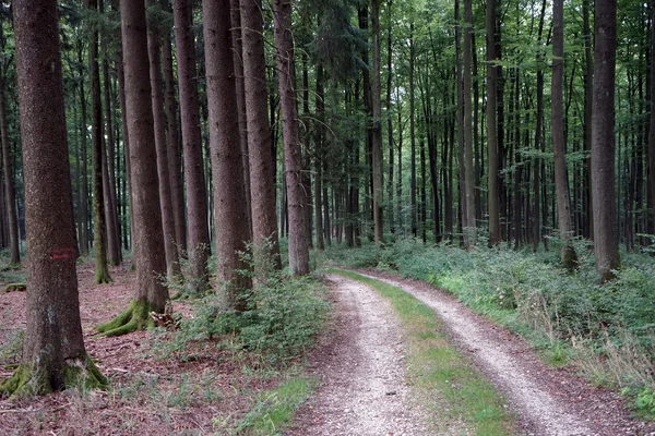 Estrada de terra na floresta de abetos na Suábia, Alemanha — Fotografia de Stock