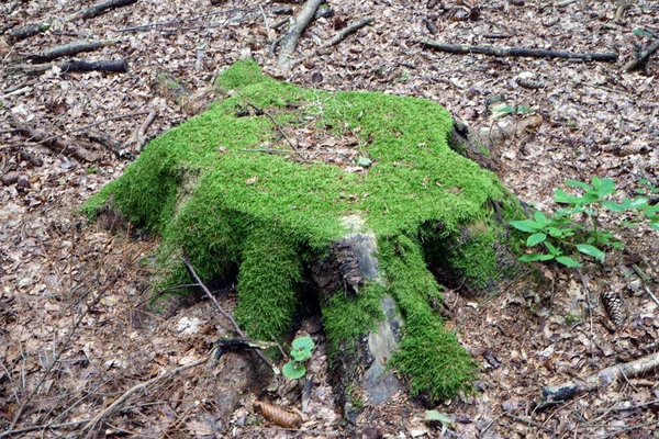 전나무 숲에서 녹색 이끼로 오래 된 스텁 — 스톡 사진