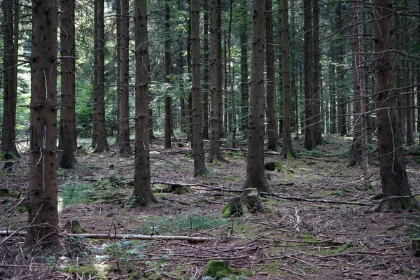 Forêt de sapins — Photo