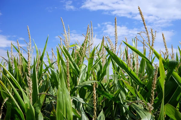 Top-kukorica növények, és a kék ég — Stock Fotó