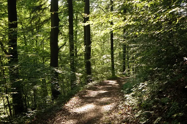 Lumière du soleil et sentier pédestre — Photo