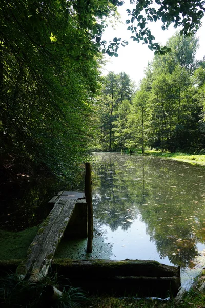 Ponte de madeira no lago na floresta na Suábia, Alemanha — Fotografia de Stock