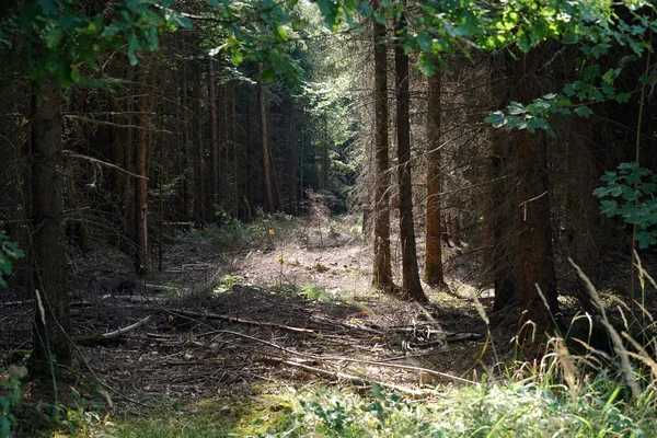 モミの木の森 — ストック写真