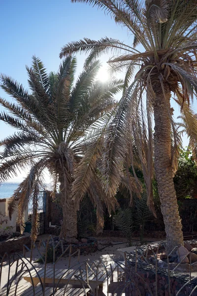 Palmbomen op het strand in Dahab, Egypte — Stockfoto