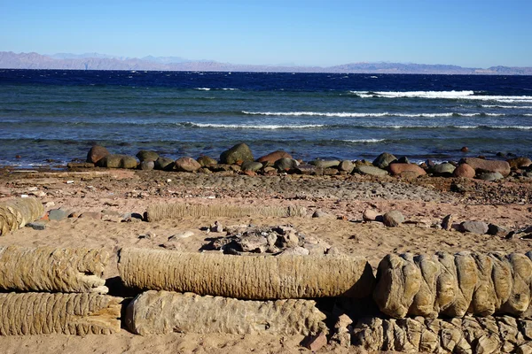 TRATTATI DI PALM SULLA SPIAGGIA — Foto Stock