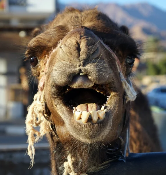 Głowę wielbłąda — Zdjęcie stockowe