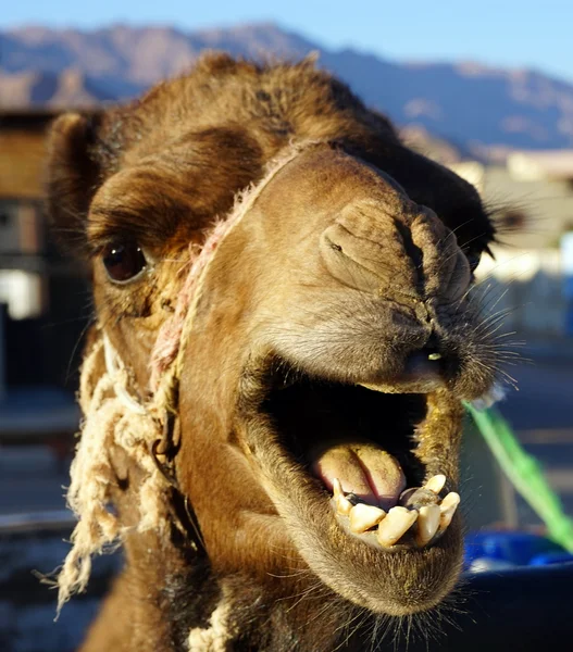 Head of camel — Stock Photo, Image