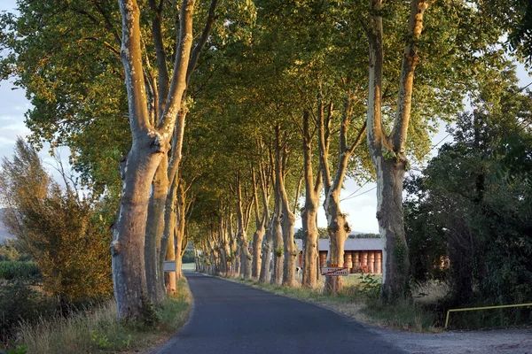 Ağaçlar ve yol — Stok fotoğraf