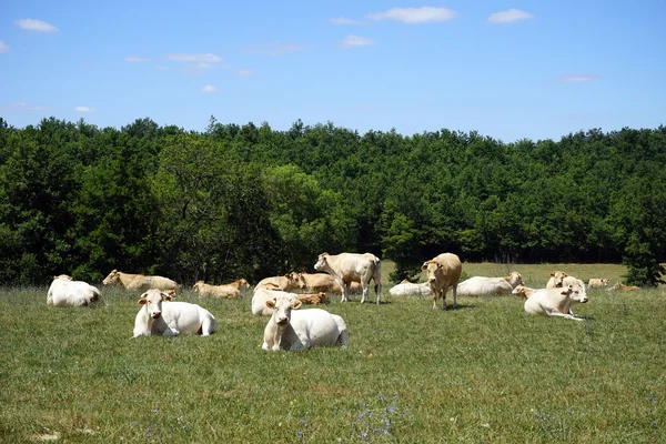 Troupeau de vaches sur le champ vert, France — Photo