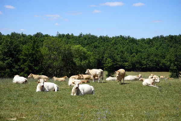 Herd of cows on the green field, France — Stockfoto