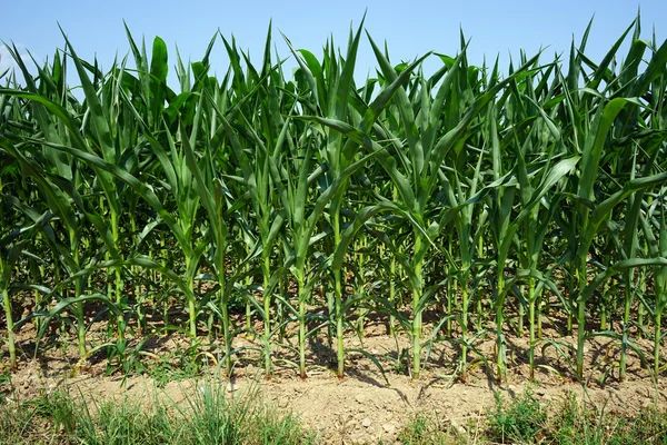 Fiatal zöld kukorica a rarm pályán, Franciaország — Stock Fotó