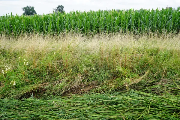 Campo de maíz verde en la granja, Francia —  Fotos de Stock