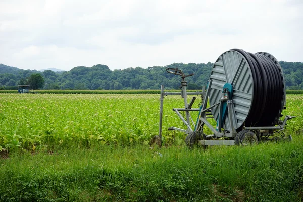 Irrigatie op de tabak groen veld — Stockfoto