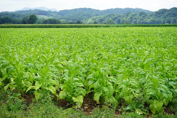 Tabák zelená pole — Stock fotografie