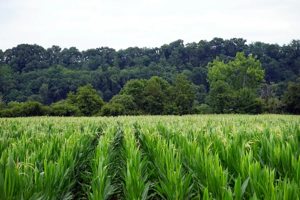 Zöld kukorica a területen és a fák, Franciaország — Stock Fotó