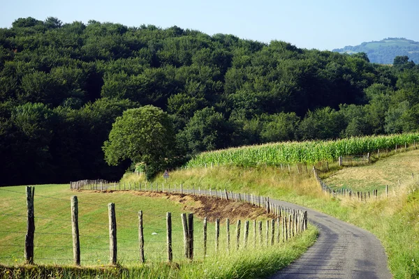 Weg en groene maïsveld in Frans boerderij, Frankrijk — Stockfoto