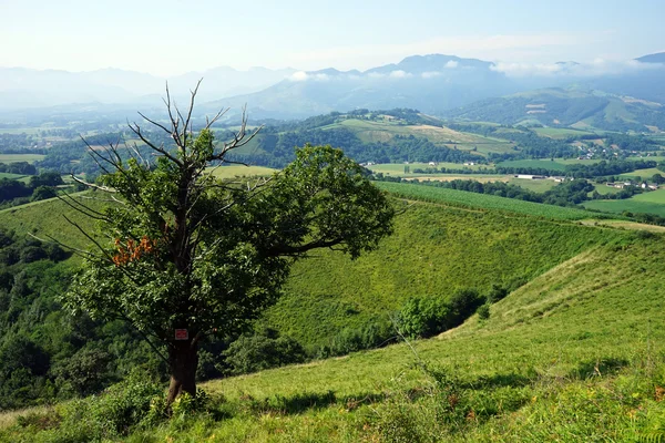 Pyrenee에 있는 나무 — 스톡 사진