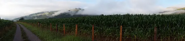 Campo de milho verde com cerca e pista — Fotografia de Stock