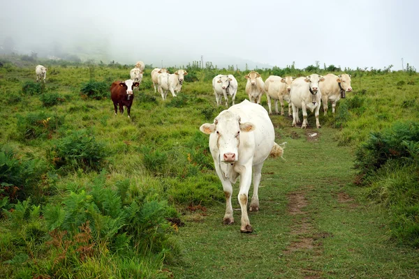 Manada de vacas — Fotografia de Stock