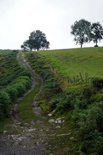 Track and fields — Stock Photo, Image