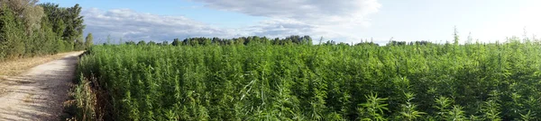 Strada vicino al campo con marijuana — Foto Stock