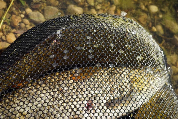 Gros poissons en filet près de la rivière — Photo