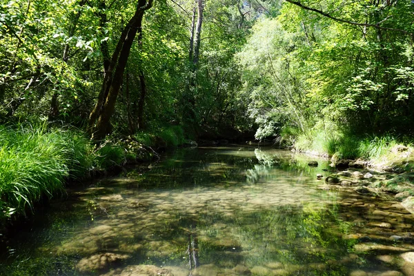 Rio Floresta Caramy perto de Tourves — Fotografia de Stock