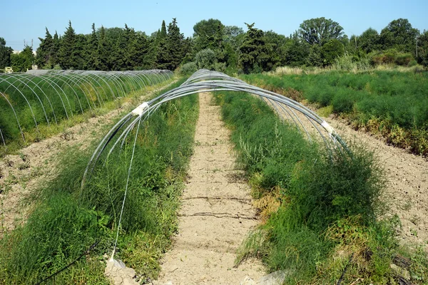 Bogen op het groene veld in Frankrijk — Stockfoto