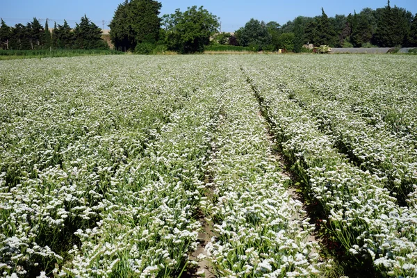 Flores blancas en el campo de cultivo en Francia —  Fotos de Stock